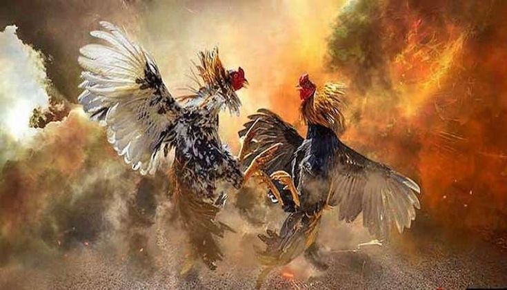 Những nguyên tắc chơi đá gà đòn người chơi cần biết