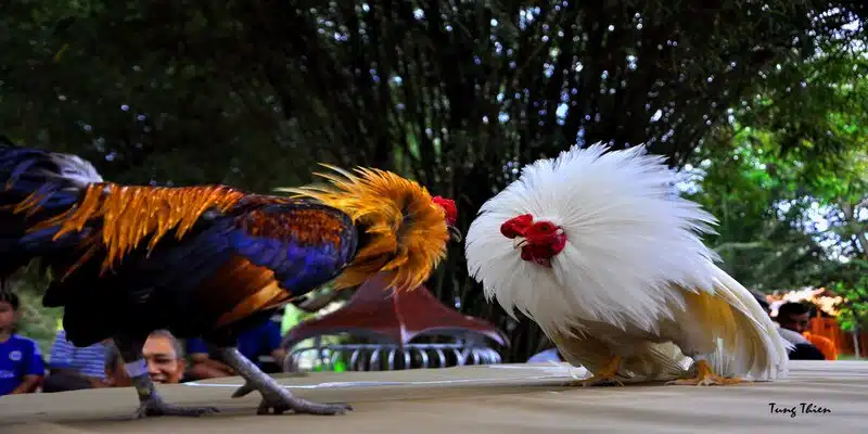 Gà đòn và gà cựa thường mang phong cách đấu khác nhau