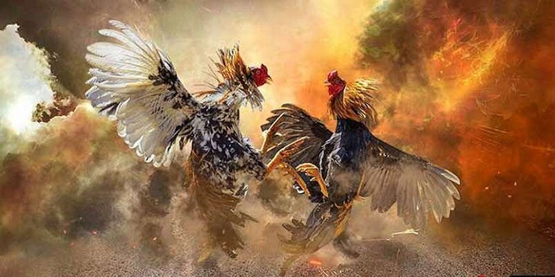 Thông tin tổng quan về nội quy đá gà chọi