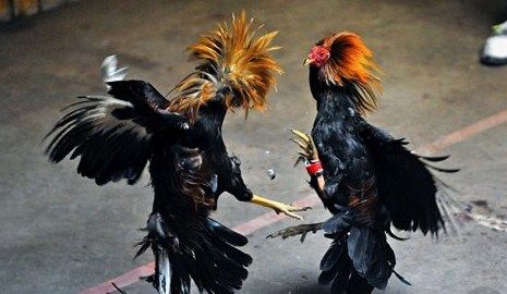 Mẹo chơi đá gà đòn hiệu quả từ cao thủ 32WIN