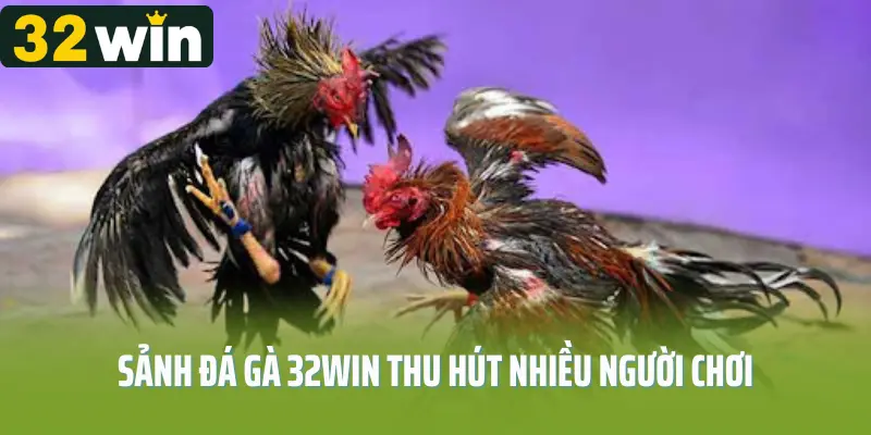 Lý do khiến đá gà tại 32WIN thu hút người chơi