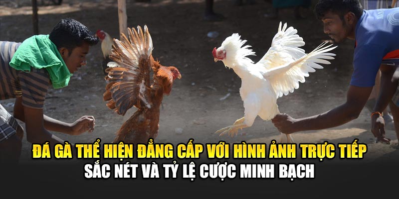 Sơ lược thông tin về đá gà 32WIN