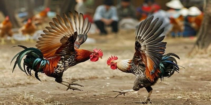 Nội dung cơ bản trong nội quy chọi gà