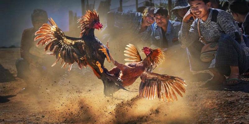 Lý do khiến đá gà cựa sắt Thái Lan luôn hấp dẫn người chơi